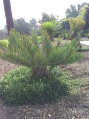 Image result for Conostomium zoutpansbergense