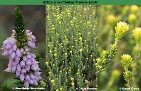 Image result for Erica wildii