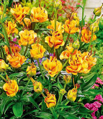 Baldur Garten Lilie Apricot Fudge 3 Knollen Lilium Amazon De Garten Lilien Garten Pflanzen Blumenzwiebeln