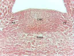 Image result for Pearsonia mesopontica