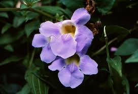 Image result for Thunbergia racemosa