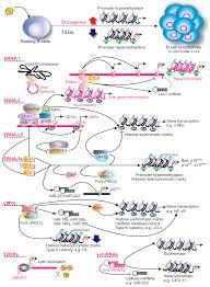Biomolecules Free Full Text Epigenetic Impact On Ebv