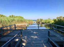 The bonney cove location is located within back bay national wildlife refuge. Back Bay With Creatures Bild Von Back Bay National Wildlife Refuge Virginia Beach Tripadvisor