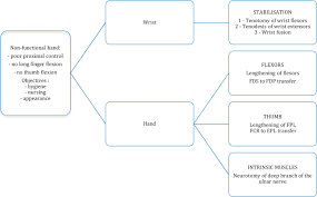 The tendons are thus crucial for both the architecture and the biomechanics of the musculoskeletal system. Results And Complications Of Superficialis To Profundus Tendon Transfer In Brain Damaged Patients A Series Of 26 Patients Sciencedirect