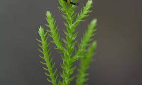 Image result for Selaginella kalbreyeri