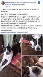 550 Adopt Me Please Ideas In 2021 Animals Adoption Dog Adoption