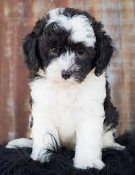 The toddler nursery is where puppies will stay until they go home with their new families. The 4 Best Sheepadoodle Breeders In California Ca 2021