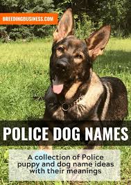 100 Police Dog Names Best K9 Military Puppy Names For Cop Dogs