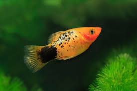 The bumblebee fish (brachygobius xanthozonus) is a species of fresh and brackish water goby native to thailand and indonesia. Care Guide For Platy Fish Feeding Breeding And Tank Mates Aquarium Co Op