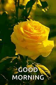 Maybe you would like to learn more about one of these? Yellow Rose Gif Gifs Tenor
