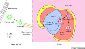 Image result for B-Lymphocyte