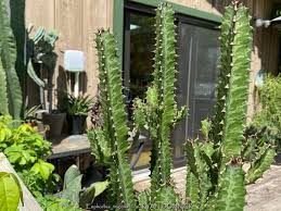 Image result for Euphorbia dedzana