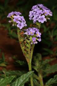 Image result for Heliotropium amplexicaule