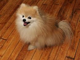 Tumblr Office Tour Business Insider Pomeranian Puppies For Free Pomeranian Puppy Pomerian