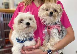 Scurries or slithers, we have the knowledge and experience you can count on for health visits, boarding, or grooming. Eastown Animal Hospital Des Moines Veterinarians