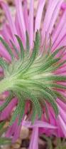 Image result for Aster chimanimaniensis