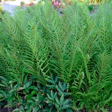 Image result for Thelypteris