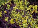 Image result for Ochna leptoclada