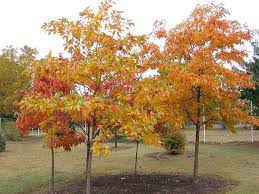 Sassafras albidum (sassafras, white sassafras, red sassafras, or silky sassafras) is a species of sassafras native to eastern north america, from southern maine and southern ontario west to iowa, and south to central florida and eastern texas. Sassafras Albidum Sassafras North Carolina Extension Gardener Plant Toolbox