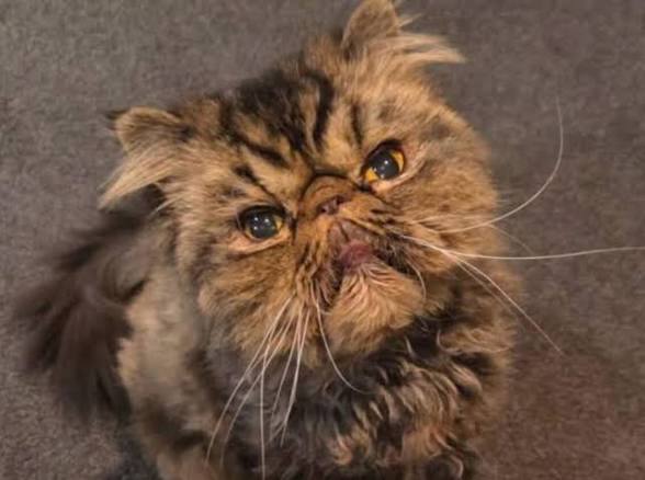 11살 고양이, 4시간 동안 건조기에 갇히고도 기적적으로 생존