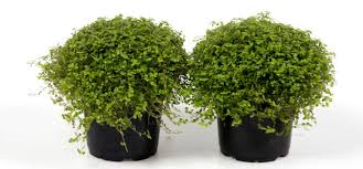 We did not find results for: Ces 4 Plantes D Interieur Qui Aiment L Eau A La Folie Les Radieuses