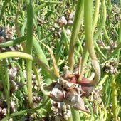 10 Legumes Perpetuels Ou Vivaces Pour Potager Durable Et Autonome Avec Images Legumes Perpetuels Potager