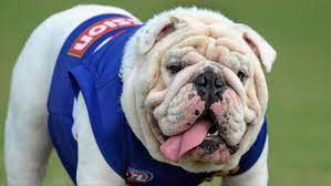 The retired western bulldogs mascot on facebook. Beloved Western Bulldogs Mascot Sid The Bulldog Allowed To Attend Afl Grand Final Herald Sun