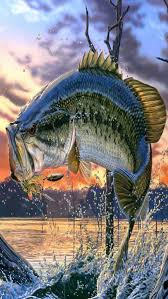 Check spelling or type a new query. 50 Bass Fish Wallpaper For Iphone On Wallpapersafari