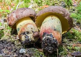 Image result for Boletus speciosus