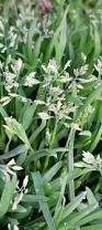 Image result for Poa annua