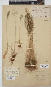 Image result for Sporobolus festivus