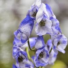 Image result for Cussonia arenicola