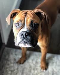 Many of our dogs coming into boxers are forever puppies. 7 Things You Need To Know About The Boxer Bulldog Mix Animalso