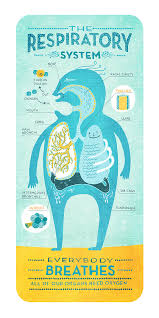 Cartoon Charts Of Body Systems Respiratory Respiratory
