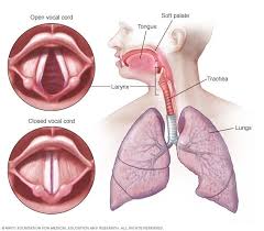Vocal Cord Paralysis Symptoms And Causes Mayo Clinic In 2020 The Voice Hoarse Voice Remedy Laryngitis Symptoms
