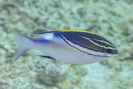 Image result for Bothriocline monocephala