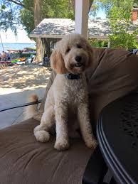 Goldendoodles have achieved success as versatile working dogs, including work as guide dogs. Our Small Goldendoodles Teddybear Goldendoodles