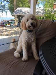 This haircut starts with the cutest thing ever—a goldendoodle dog—and gives her the look of the second cutest thing ever—a teddy bear. Our Small Goldendoodles Teddybear Goldendoodles