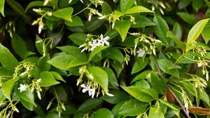 When used as a ground cover, asian jasmine forms a thick, dense mat. Star Jasmine Plant Care Growing Guide