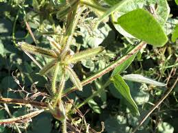 Image result for Calopogonium mucunoides