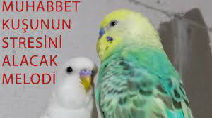 muhabbet kusu stresten nasil cikar bu melodi kusunuzu dinlendirecek youtube
