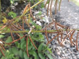 Image result for Indigofera adenoides