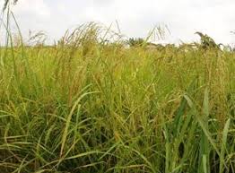 Image result for Oryza