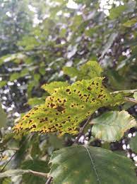 We did not find results for: Leaf Disease On Riverbirch Tree 430286 Ask Extension