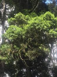 Image result for Afrocarpus usambarensis
