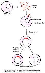 We did not find results for: Bacterial Transformation And Selection Science Of Healthy