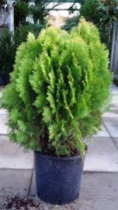 Click here to find out more. Thuja Orientalis Aurea Nana Dwarf Golden Oriental Thuja