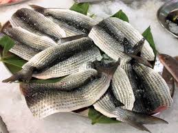 Sito di ricette di cucina per tutti i gusti, facili e veloci, gustose ed elaborate. Cefalo Al Prezzemolo Ittica Brianza