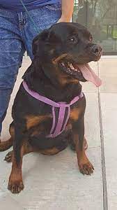 Pin On Animals In Need Of Home