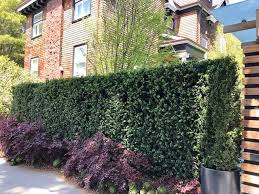 These columnar plants are excellent for borders, growing in containers, planting along driveways, or paths. Small Garden 11 Best Hedges For Screening And Privacy